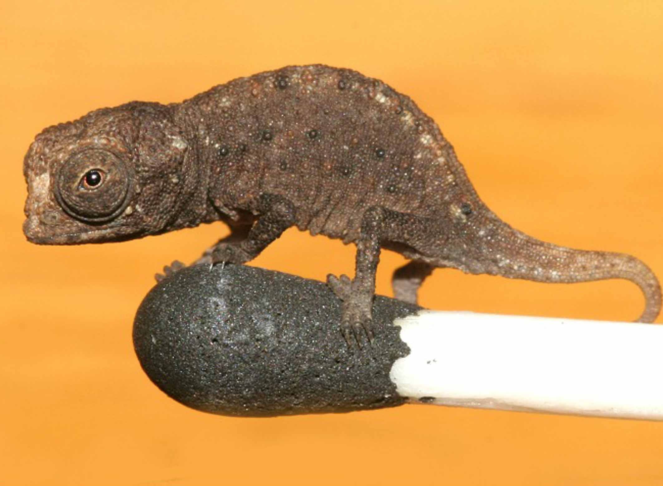 Reptil Reptil Terkecil Di Dunia Ada Ular Yang Hanya Sebesar Spaghetti Semua Halaman Bobo