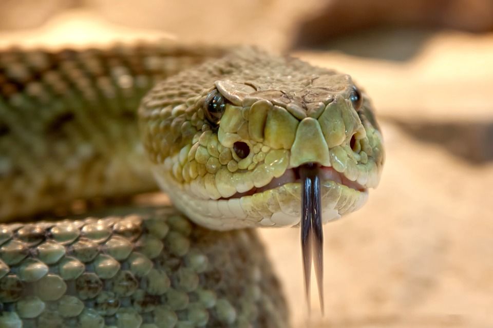 Takut ular