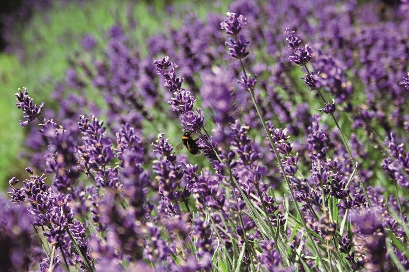 Lavender memiliki zat linalool yang tak disukai nyamuk.