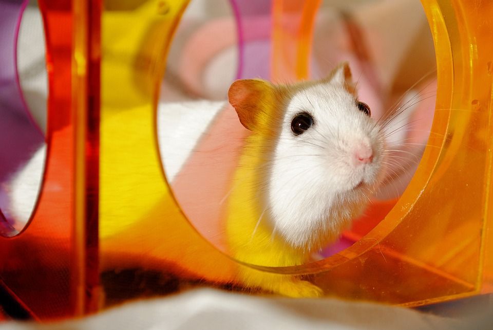 Ingin Memelihara Hamster Di Rumah Perhatikan Hal Ini Dahulu Yuk