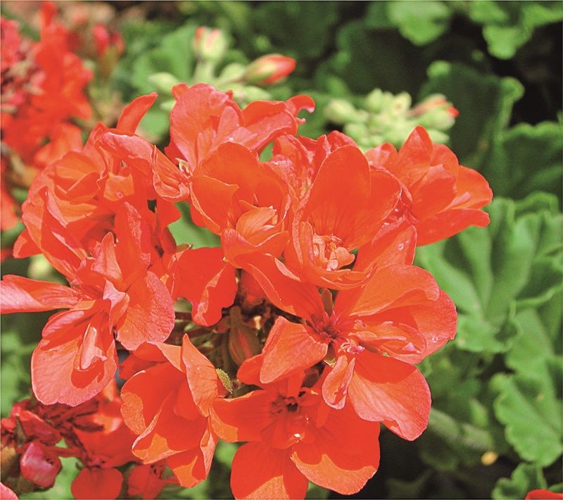 Geranium bisa ditanam di pot atau di tanah langsung. Selain usir nyamuk, bunganya mempercantik taman