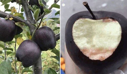 Apel ini disebut sebagai Black Diamond Apples.