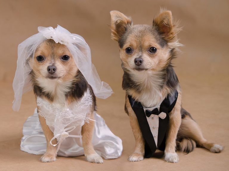 Seorang tamu hotel ingin menyelenggarakan pesta pernikahan untuk anjingnya