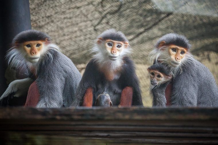 Seorang tamu hotel ingin monyet yang terlatih untuk pembuatan film