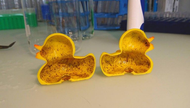 Para ilmuwan membelah bebek karet untuk mengetahui bakteri apa yang ada di dalamnya