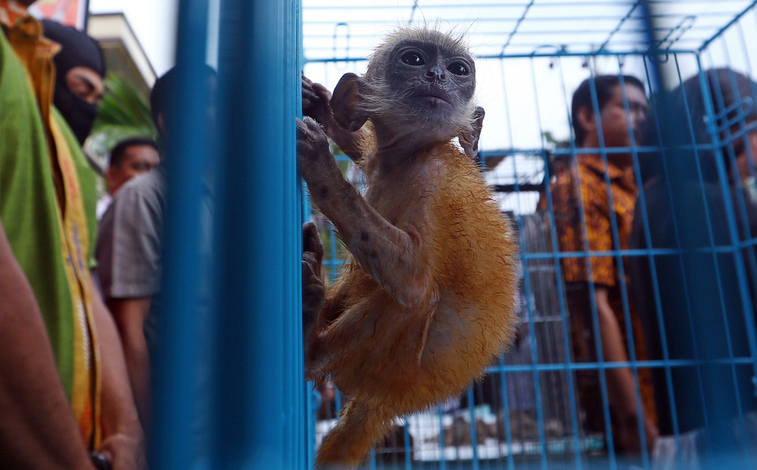 Barang bukti anak Lutung Emas dihadirkan bersama tersangka saat gelar kasus perdagangan satwa dilind