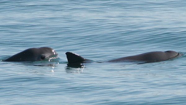 Vaquita