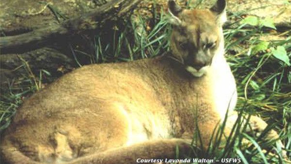 Eastern Puma