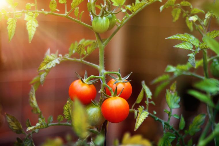 Rapikan tomat yang ingin dipanen