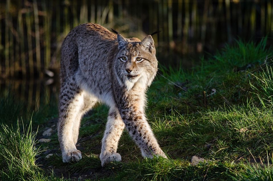 Bobcat Kucing Hutan Yang Suka Menyendiri Cari Tahu Faktanya Yuk