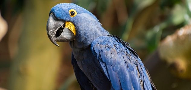Bulu Burung Ini Terlihat Berwarna Biru Tapi Sebenarnya Hitam Lo