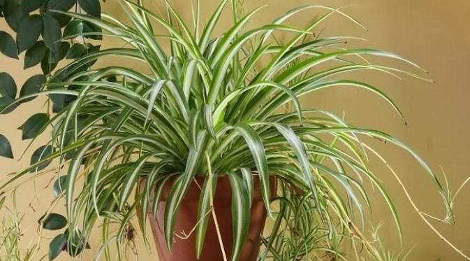 Spider plant