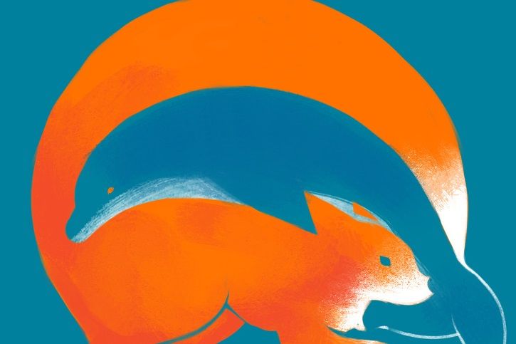 Tes Kepribadian Lumba Lumba Atau Rubah Hewan Pertama Yang Kamu