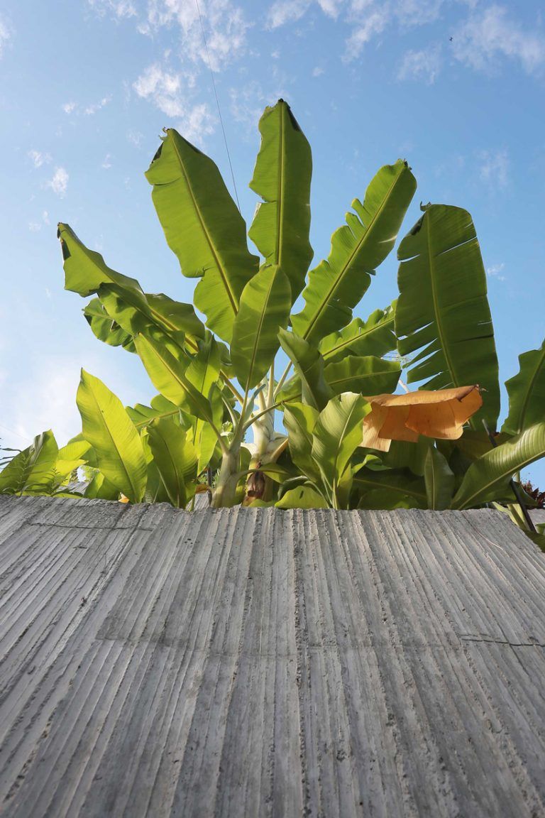 the planter box house 