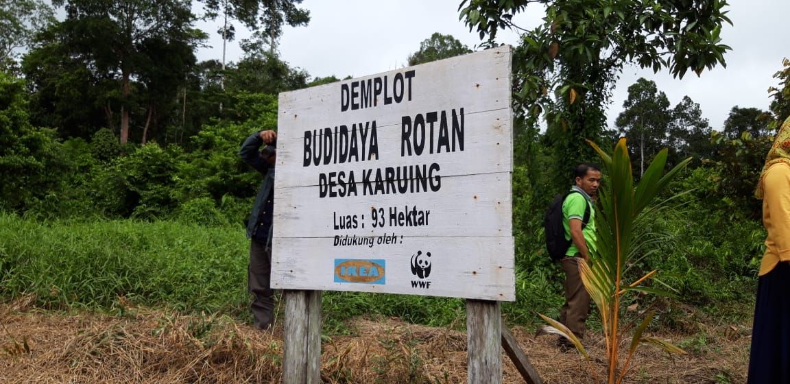 Demplot budidaya rotan yang bekerja sama dengan IKEA dan WWF di Kairung, Kalimantan Tengah