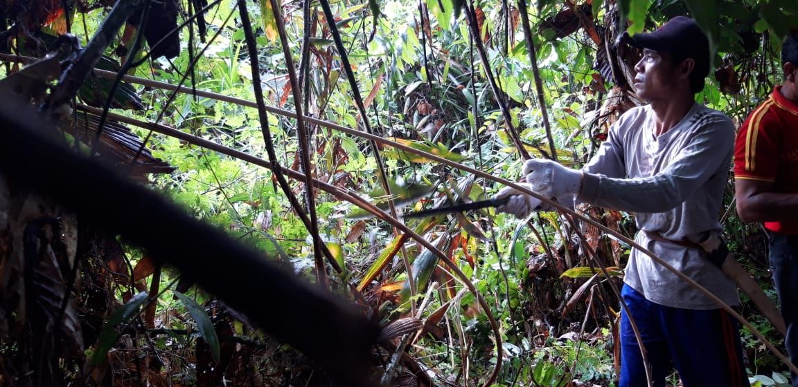 Proses panen rotan secara tradisional yang mementingkan keadaan lingkungan