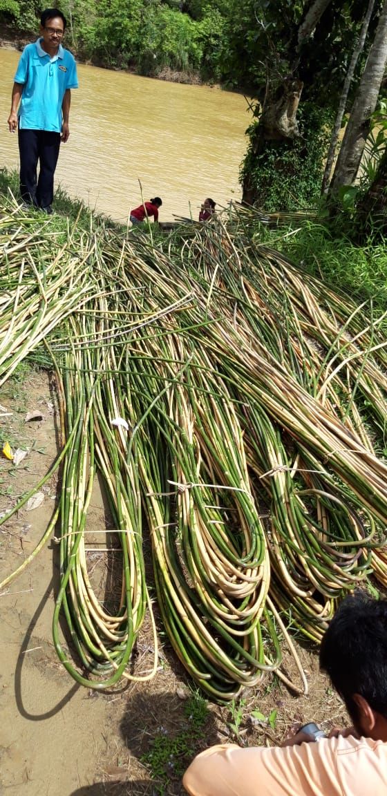 Penjemuran rotan di Katingan