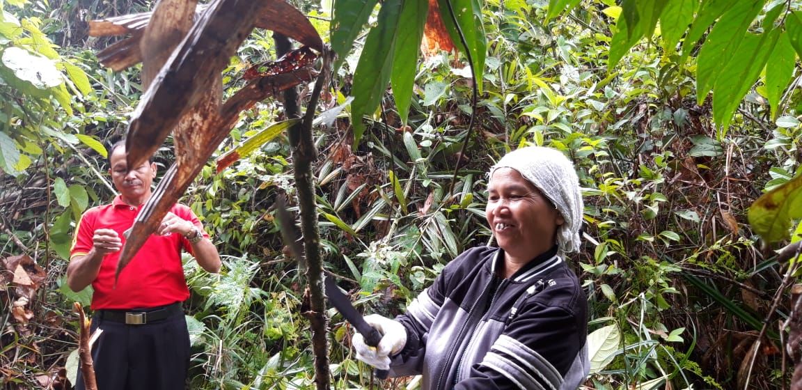 Petani rotan sedang memanen rotan di kebun menggunakan cara tradisional