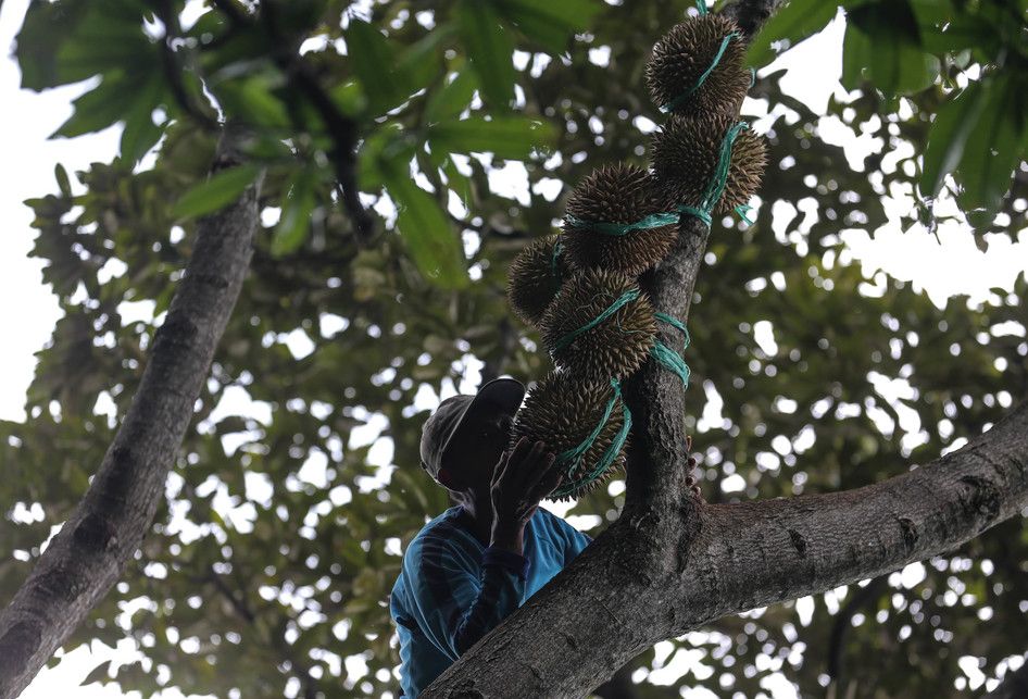 Godjali saat memanjat pohon durian untuk dipetik di kawasan perbukitan dekat Gunung Suling, tepatnya di Desa Rabak, Rumpin, Bogor, Jawa Barat, Kamis (31/1/2019). Untuk mencapai kawasan perbukitan membutuhkan waktu sekitar 2 jam jalan kaki untuk memanen durian, bulan desember sampai pertengahan febru