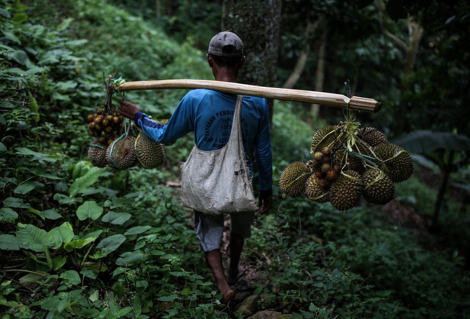 Godjali saat memikul hasil panen durian untuk dibawah kembali ke desa di kawasan perbukitan dekat Gunung Suling, tepatnya di Desa Rabak, Rumpin, Bogor, Jawa Barat, Kamis (31/1/2019). Untuk mencapai kawasan perbukitan membutuhkan waktu sekitar 2 jam jalan kaki untuk memanen durian, bulan desember sam