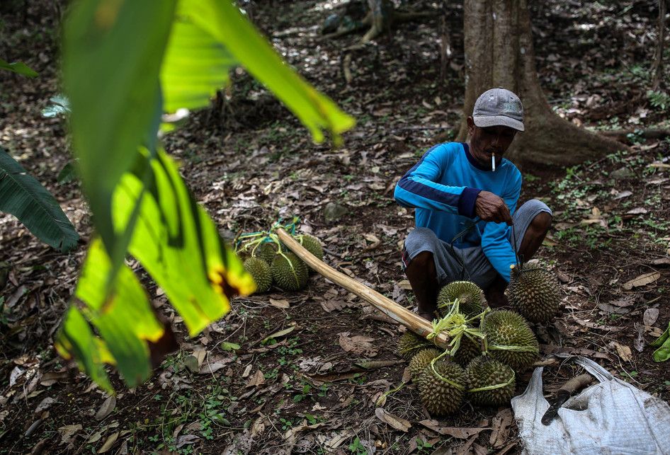 Godjali saat mengumpulkan durian setelah dipetik di kawasan perbukitan dekat Gunung Suling, tepatnya di Desa Rabak, Rumpin, Bogor, Jawa Barat, Kamis (31/1/2019). Untuk mencapai kawasan perbukitan membutuhkan waktu sekitar 2 jam jalan kaki untuk memanen durian, bulan desember sampai pertengahan febru