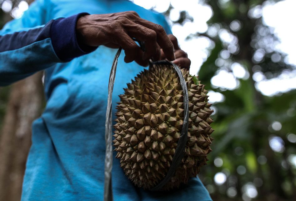 Godjali saat memanjat pohon durian untuk dipetik di kawasan perbukitan dekat Gunung Suling, tepatnya di Desa Rabak, Rumpin, Bogor, Jawa Barat, Kamis (31/1/2019). Untuk mencapai kawasan perbukitan membutuhkan waktu sekitar 2 jam jalan kaki untuk memanen durian, bulan desember sampai pertengahan febru