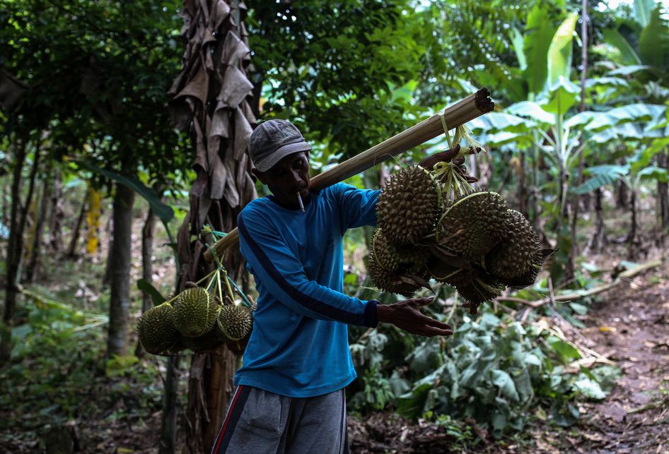 Godjali saat memikul hasil panen durian untuk dibawah kembali ke desa di kawasan perbukitan dekat Gunung Suling, tepatnya di Desa Rabak, Rumpin, Bogor, Jawa Barat, Kamis (31/1/2019). Untuk mencapai kawasan perbukitan membutuhkan waktu sekitar 2 jam jalan kaki untuk memanen durian, bulan desember sam