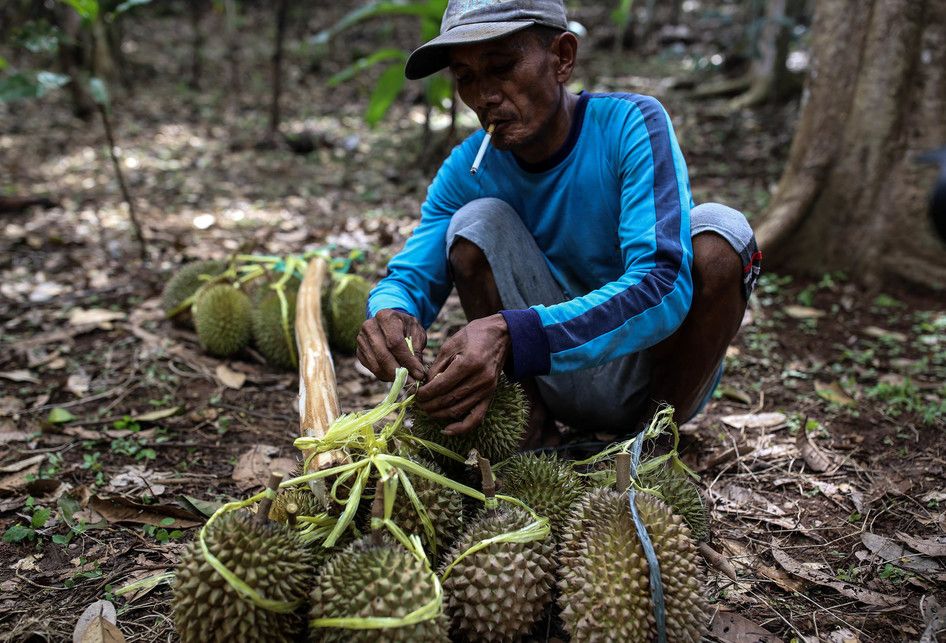 Godjali saat mengumpulkan durian setelah dipetik di kawasan perbukitan dekat Gunung Suling, tepatnya di Desa Rabak, Rumpin, Bogor, Jawa Barat, Kamis (31/1/2019). Untuk mencapai kawasan perbukitan membutuhkan waktu sekitar 2 jam jalan kaki untuk memanen durian, bulan desember sampai pertengahan febru