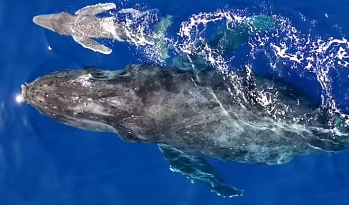 Peneliti Berhasil Merekam Bayi Paus Bungkuk Yang Baru Lahir Seperti Apa Ya Semua Halaman Bobo Peneliti Berhasil Merekam Bayi Paus Bungkuk Yang Baru Lahir Seperti Apa Ya Semua Halaman Bobo