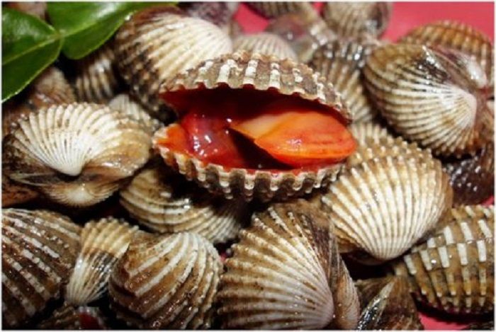 Kerang Darah