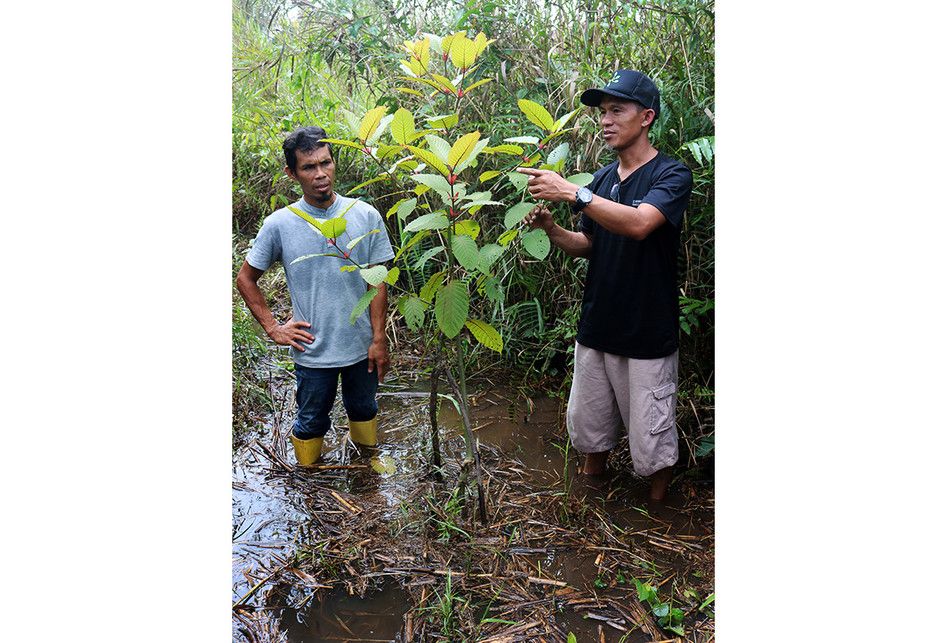 Penanam kratom, Gusti Prabu (kanan) dan Muliadi, saat merawat tanaman kratom milik mereka di sebuah perkebunan di Pontianak, Kalimantan Barat, Selasa (25/12/2018).  Masyarakat penanam kratom mendesak ketegasan Pemerintah terkait legalitas tanaman tersebut yang diketahui memiliki nilai ekonomi karena