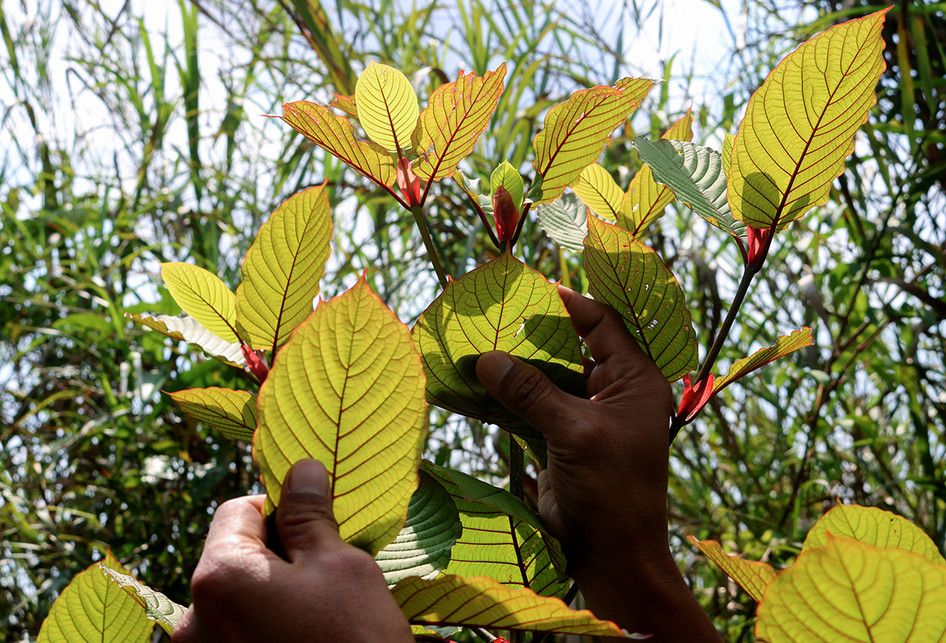 Penanam kratom, Gusti Prabu, saat merawat tanaman kratom miliknya di sebuah perkebunan di Pontianak, Kalimantan Barat, Selasa (25/12/2018).  Masyarakat penanam kratom mendesak ketegasan Pemerintah terkait legalitas tanaman tersebut yang diketahui memiliki nilai ekonomi karena khasiatnya sebagai obat