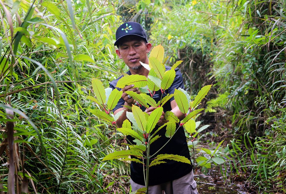 Penanam kratom, Gusti Prabu, saat merawat tanaman kratom miliknya di sebuah perkebunan di Pontianak, Kalimantan Barat, Selasa (25/12/2018).  Masyarakat penanam kratom mendesak ketegasan Pemerintah terkait legalitas tanaman tersebut yang diketahui memiliki nilai ekonomi karena khasiatnya sebagai obat