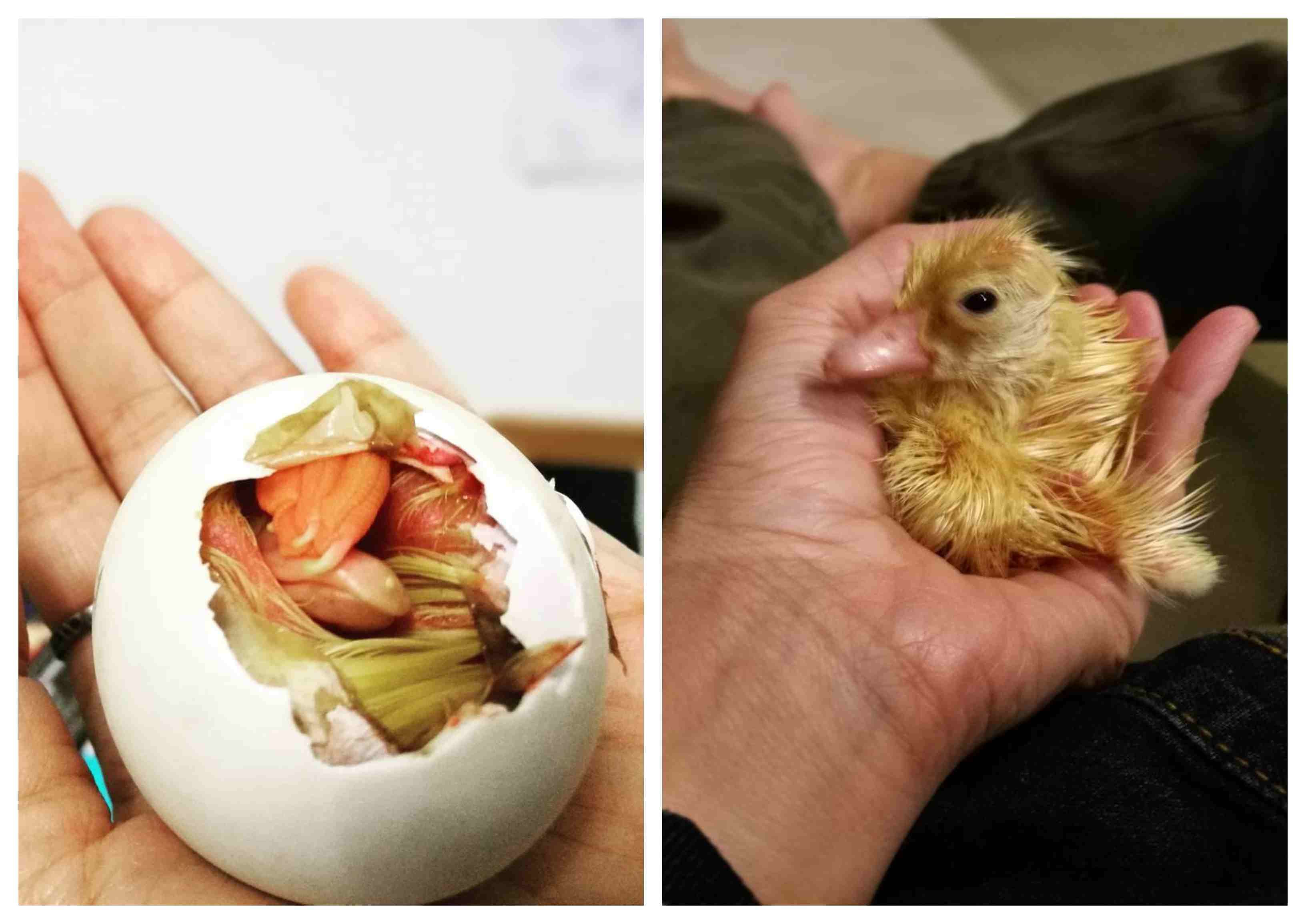 Bebek saat masih embrio dan setelah menetas