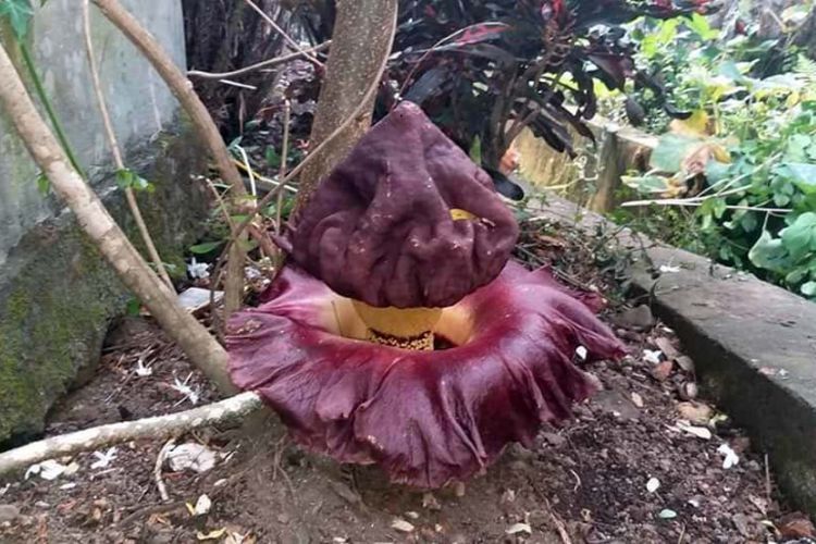 Bunga Bangkai Tumbuh Di Perkarangan Rumah Di Maluku Ini 6 Fakta Bunga Bangkai Beda Dengan Rafflesia Arnoldii Lho Semua Halaman Intisari