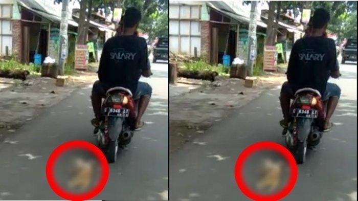 Kucing diseret dua pemuda di Pekalongan, Jawa Tengah.