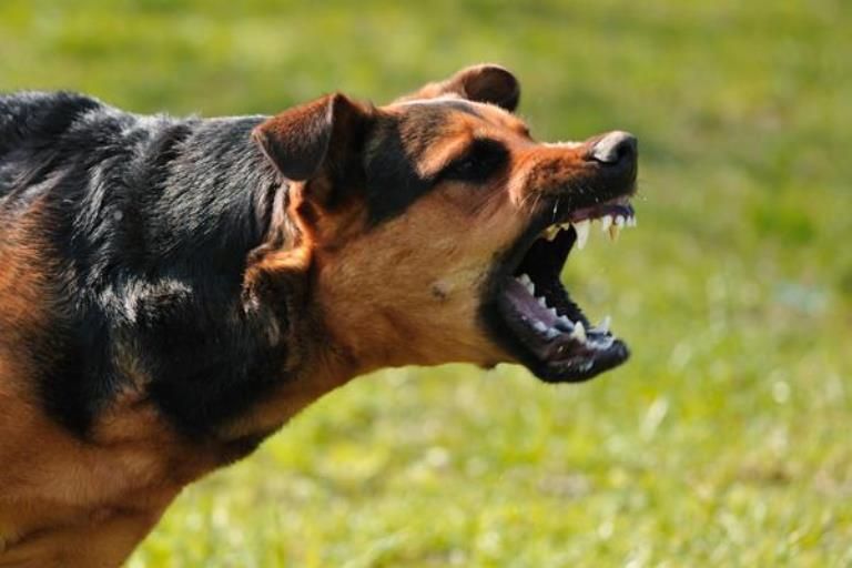 6 Warga Dompu Ntb Meninggal Karena Digigit Anjing Ini Bahayanya Penyakit Rabies Semua Halaman Grid Health