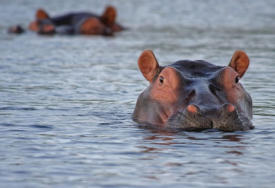 Kuda nil suka berendam di dalam air