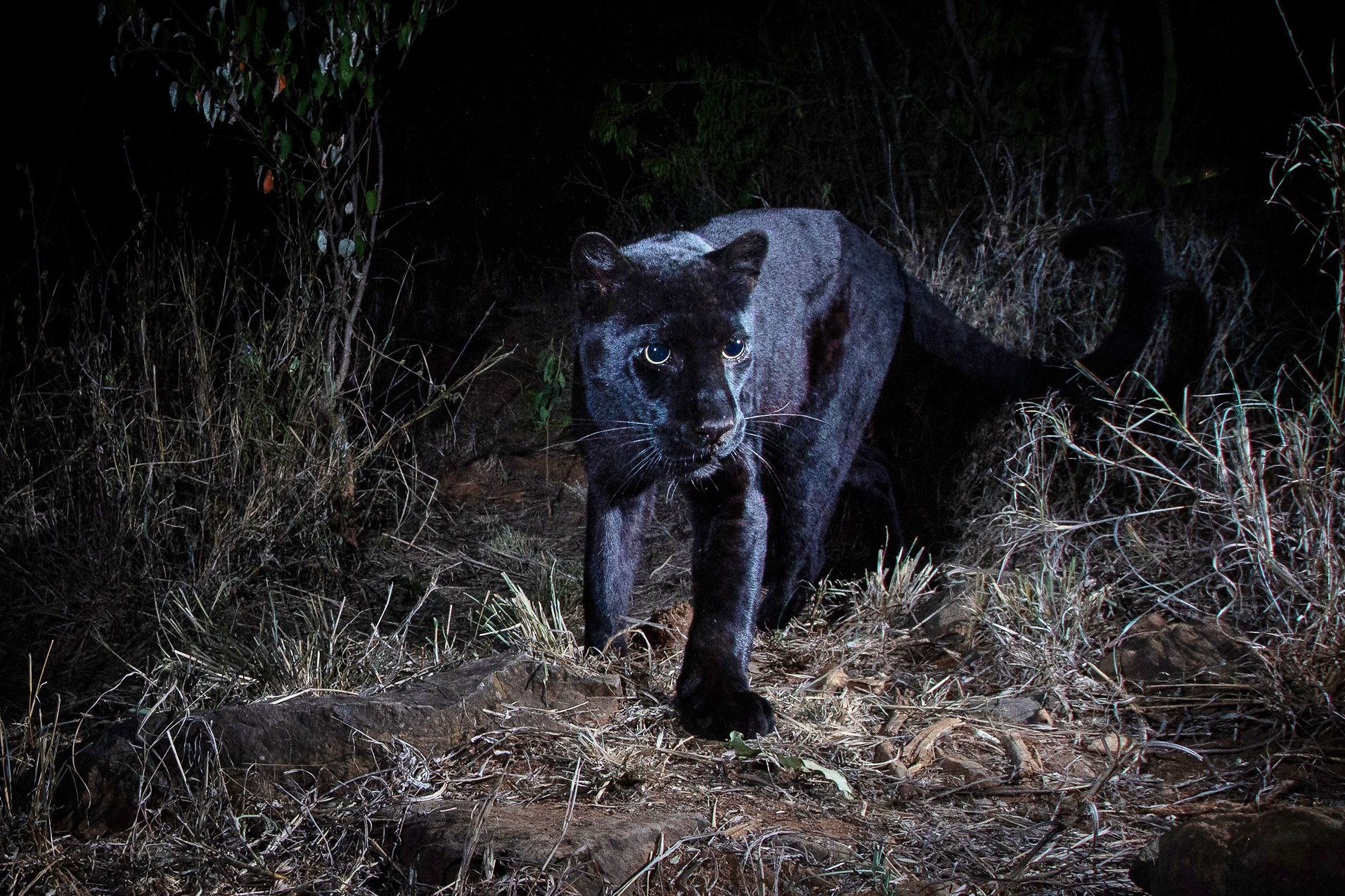 Penampakan macan tutul hitam 