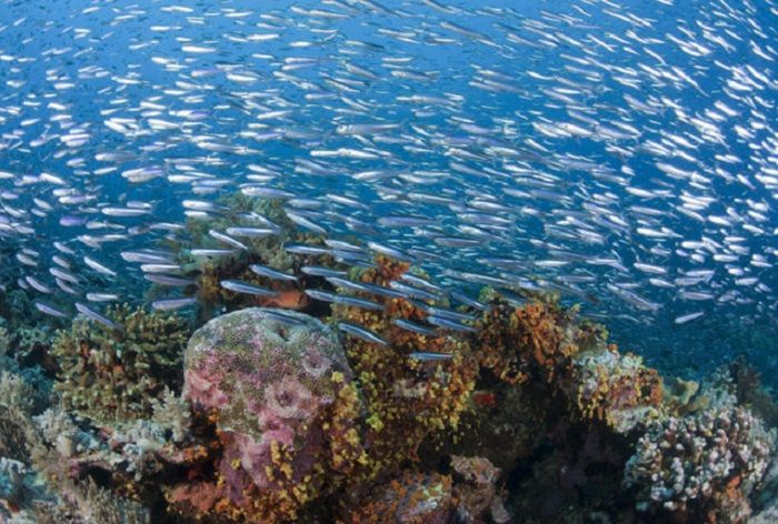 Coral Triangle Kawasan Karang Luas Yang Jadi Tempat Tinggal