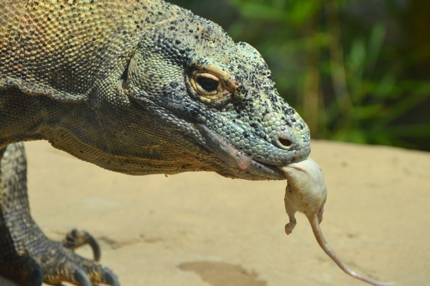 komodo dragon