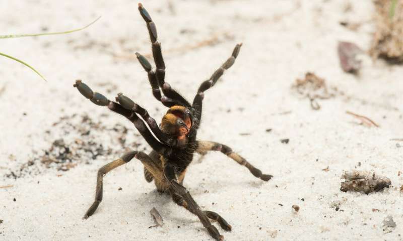 Individual of the newly described species (Ceratogyrus attonitifer) in defensive posture (typical typical for baboon spiders) in its natural habitat