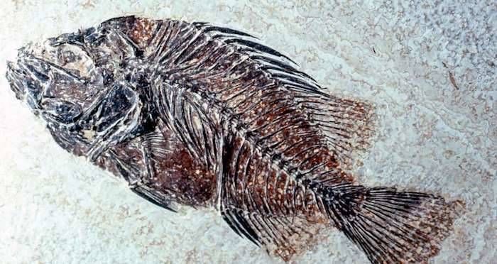 fosil ikan dari zaman neolitikum