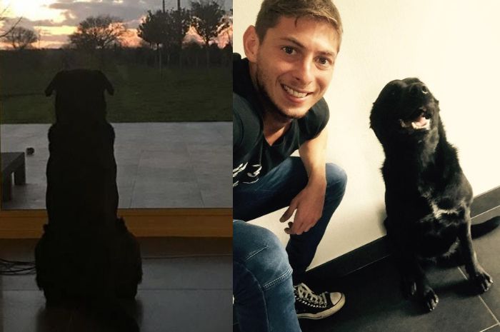 Pilu Majikannya Tewas Dalam Kecelakaan Pesawat Anjing