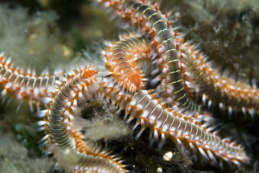 Marine bristle worm