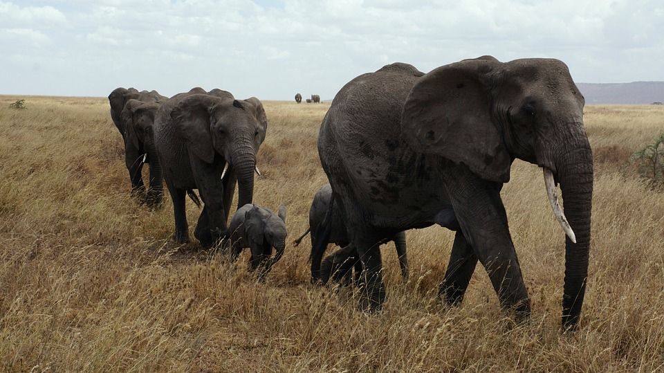 Kawanan Gajah Afrika