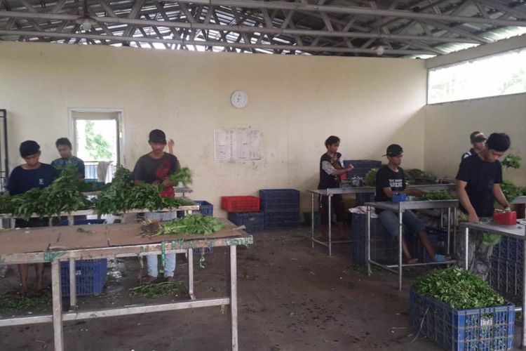 Pekerja sedang memilah dan membersihkan sayuran di kompleks kebun sayur Bagas Suratman di Tangerang, Selasa (19/2/2019).