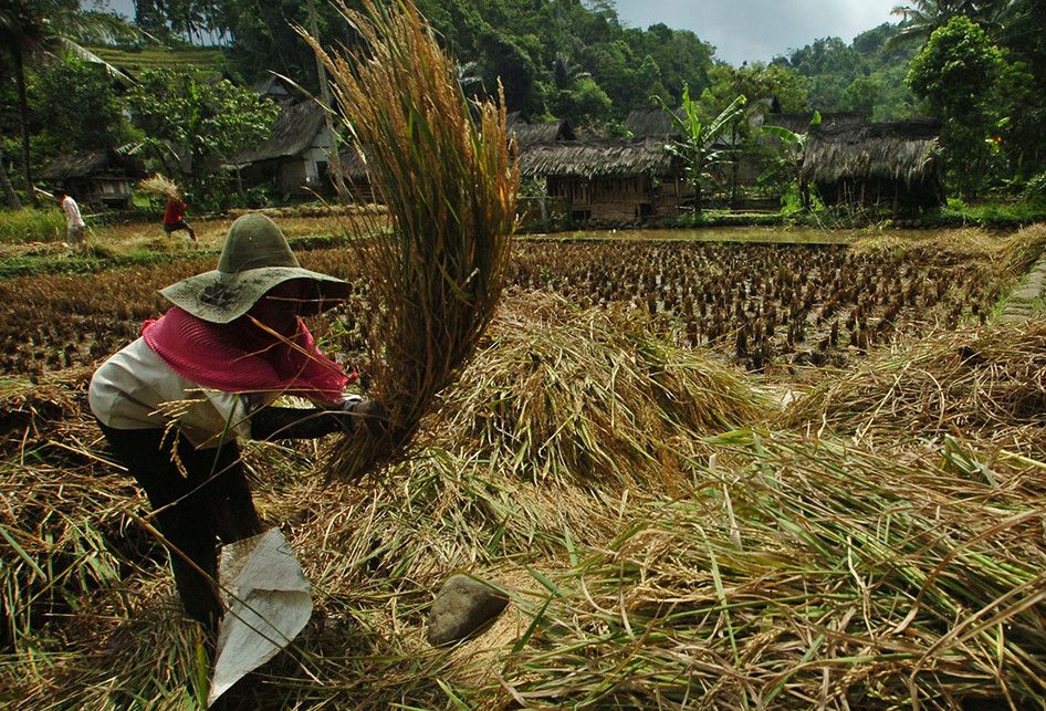 Foto dirilis Rabu (30/1/2019), menunjukkan warga merontokan padi saat panen raya di Kampung Naga, Kabupaten Tasikmalaya, Jawa Barat. Warga Kampung Naga merupakan salah satu masyarakat adat yang masih memegang tradisi nenek moyang mereka, salah satunya adalah tradisi panen padi.