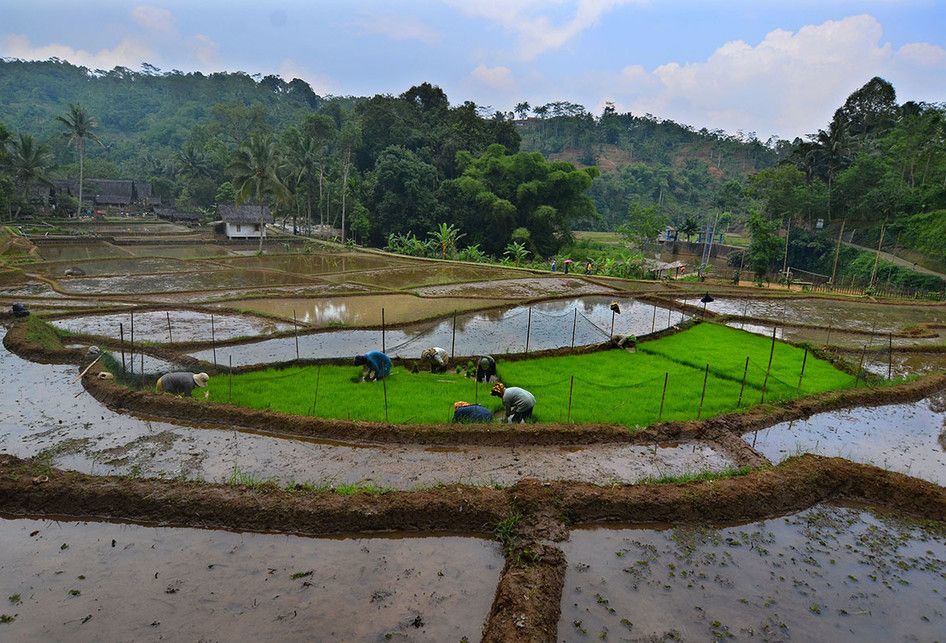 Foto dirilis Rabu (30/1/2019), menunjukkan warga menanam benih padi di lahan Kampung Naga, Kabupetan Tasikmalaya, Jawa Barat. Warga Kampung Naga merupakan salah satu masyarakat adat yang masih memegang tradisi nenek moyang mereka, salah satunya adalah tradisi panen padi.