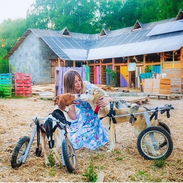 Daria Pushkareva bersama anjing-anjing yang dirawatnya.